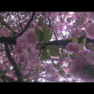 Meet your Posher, Nora